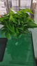双盟绿萝盆栽除甲醛花卉绿植办公室新房净化空气180加仑4盆装源头直发 实拍图