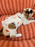 欢宠网宠物猫咪绝育服猫手术服母猫衣服断奶术后恢复幼小猫猫透气防舔衣 实拍图