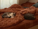 京东京造加厚兔毛绒感四件套 A类双面绒牛奶绒床单被套枕套保暖秋冬季单人双人床品栗子棕1.5m床 实拍图