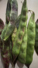 京鲜生山东新鲜油豆角3斤装新鲜蔬菜源头直发包邮 实拍图