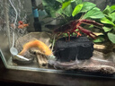 金鱼草金鱼观赏鱼冷水好养耐活小鱼苗锦鲤 2-4cm 红草金买20条送20条（加备损） 实拍图