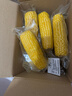 京鲜生东北白糯玉米250g*10棒 新鲜甜糯玉米棒真空包装粘玉米 源头直发 实拍图