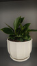 行湘金钻盆栽绿公主新房绿植花卉易活客厅吸甲醛+白莲陶瓷盆 源头直发 实拍图