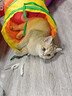 HELLOJOY猫玩具隧道加长可折叠宠物用品通道钻洞猫咪自嗨解闷神器彩虹迷宫 实拍图