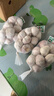 大蒜头出口品质网兜紫蒜蔬菜调料新鲜大果烧烤火锅食材 【精品网兜装】3斤装 1350g 实拍图