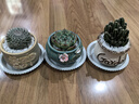 简诗多肉植物盆栽肉办公室内桌面新手小套餐绿植花卉仙人掌带盆diy景 北欧3盆组合（植物可自选） 实拍图