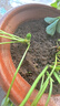 漫生活草莓土15L专用营养土花土种菜土绿植果蔬有机种植土阳台盆栽土壤 实拍图