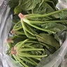 新鲜现挖菠菜河南霜打露天红根菠菜青菜涮火锅真便宜 9斤含箱 新鲜菠菜 实拍图