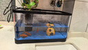 阔庭（KUOTING）鱼缸一体缸自循环免换水鱼缸家用小型桌面鱼缸生态鱼缸小鱼缸黑色 实拍图