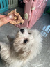 HELLOJOY狗狗零食磨牙冻干牛脊骨宠物零食幼犬小型犬带骨髓真牛肉补钙100g 实拍图