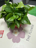 双盟绿萝盆栽除甲醛花卉绿植办公室新房净化空气180款福字4盆源头直发 实拍图