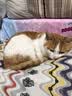BOTH猫粮 C63鸡肉鱼肉全价成猫粮 猫咪专用猫饭 N3海藻系列猫粮猫主粮 C63成猫粮6.8kg【协助排毛球】 实拍图