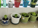 爱丽思花盆塑料圆形树脂多肉花盆种花种菜盆绿萝爱丽丝 白色口径20.3cm 实拍图