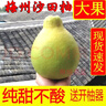 柚满园【纯甜不酸】梅州沙田柚子南福金柚正宗甜碌柚新鲜水果广东梅县 高山老树【本店招牌】带箱9-10斤 实拍图