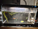 米家（MIJIA）小米米家智能生态鱼缸+画法几何配套加热棒 实拍图