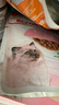 皇家猫粮 猫罐头猫零食猫湿粮宠物进口成猫主食软包罐头 通用粮 【4-12月幼猫】KGP浓汤肉块85g*12袋 实拍图