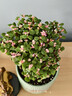 盆栽水培多肉植物室内花卉办公老桩绿植净化好养肉肉盆景 老桩金枝玉叶(独杆棒棒糖形)原盆 含盆 晒单实拍图