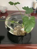 橙央玻璃鱼缸特大号圆形透明生态创意鱼缸客厅桌面加厚玻璃鼓缸金鱼缸 大号鼓缸30厘米+彩石+水草 实拍图