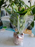 龙鳞春羽水培植物天堂鸟客厅绿萝盆栽花卉富贵竹龟背竹好养的绿植 精品春羽20-25cm【3棵】送营养液 实拍图