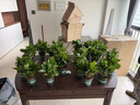 双盟绿萝盆栽除甲醛绿植办公室新房净化空气180自吸水16盆装源头直发 实拍图