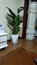 植男植女天堂鸟盆栽客厅室内好养大型落地绿植办公室大叶鹤望兰源头直发 实拍图