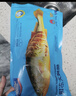 海名威 宁德黄花鱼600g/条 大黄鱼 深海鱼 生鲜鱼类 海鲜水产 地标产品 实拍图