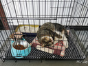 憨憨宠猫笼折叠猫笼子大号猫别墅加粗加密双层猫舍猫窝宠物猫咪用品家用 黑色 700双层 实拍图