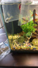 森悠（SARYOR）孔雀鱼纯种观赏鱼小型淡水好养热带鱼活体斑马金鱼凤尾鱼繁殖 精品孔雀鱼10条+2条备损 实拍图