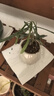 八芽迷你盆栽绿植室内桌面办公室好养花卉小盆景四季常青植物净化空气 罗汉松-白小雪梨盆-竹底托 带盆栽好 实拍图