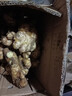 产地直发云南小黄姜新鲜生姜黄姜调味料新鲜蔬菜生鲜 3斤 装 实拍图