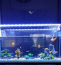 LED全光鱼缸灯同款水族箱鱼缸照明灯架水草灯增艳发色灯神灯节能 21瓦蓝白78cm（适合80-90cm鱼缸） 四排灯珠 实拍图