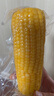 十月稻田 黄糯玉米 3.52斤(220g*8根) 东北粘苞米 早餐杂粮 蛇年限定 实拍图