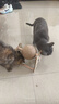 HELLOJOY逗猫咪玩具自嗨解闷猫抓板幼猫爪板小猫抓球耐抓不掉屑耐磨猫爬架 实拍图