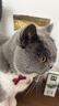 皇家猫粮 英短成猫粮 BS34 通用粮 12月以上 2KG 实拍图