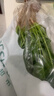 大菠菜300g 实拍图