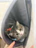 BNBNO猫包大容量宠物便捷外出透气太空舱双肩手提布偶狗背包幼犬外出包 实拍图