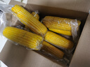京鲜生东北黄玉米棒200g×8棒25年新玉米 真空黏玉米 多种包装 源头直发 实拍图