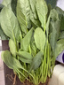 大菠菜300g 实拍图