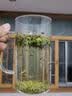 2026龙井茶碎片碎茶片袋装豆香新茶正宗龙井雨前散装明前新茶西湖 龙井大茶片【超实惠一斤装】 实拍图