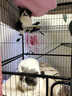 宠乐乖（CHONGLEGUAI）猫别墅猫笼子带厕所大号加粗方管猫窝猫舍猫屋家用宠物笼子大四层 实拍图