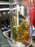 西湖江南茶叶自己喝绿茶2025明前龙井茶新茶送生日礼物货品30g小罐装 实拍图