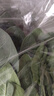 大菠菜300g 实拍图