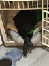 MIKI PAD狗狗衣服春秋薄款背心猫咪衣服宠物毛衣中小型犬比熊泰迪雪纳瑞 萌趣云朵毛衣 2XL 胸围53cm(参考体重20-26斤) 实拍图