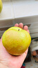 正宗山西玉露香梨子新鲜孕妇当季水果脆甜多汁3/5/10斤装整箱批发 净重5斤【特级大果】 实拍图