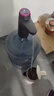 佰好佳电动抽水器桶装水抽水神器吸水抽水泵自动抽水器抽水机上水一体机 曜夜黑【365天免费换新】 实拍图