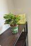 双盟绿萝盆栽除甲醛花卉绿植办公室新房净化空气 龙蛋竖纹4盆源头直发 实拍图