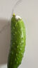 【水果菜】东北旱黄瓜约550g 实拍图