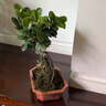 金钱榕树盆景老桩小叶榕苗木造型盆栽人参榕室内绿植提根绿植矮莊 方盆富贵榕树35cm左右高度 实拍图