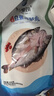 仙泉湖三去白蕉海鲈鱼1斤/条净膛冷冻刺少肉厚珠海特产500g生鲜食材 实拍图