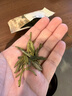 第一江南绿茶龙井特级250g新茶明前茶叶礼盒装杭州龙井春茶高端送礼品 实拍图